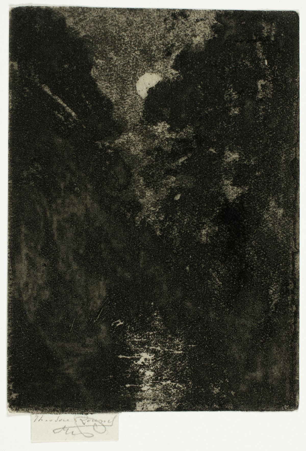 A dark etched night scene of tall trees, with a small moon breaking through the branches.